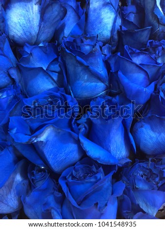 blue roses. many blue roses patterns. blue roses close up wallpaper