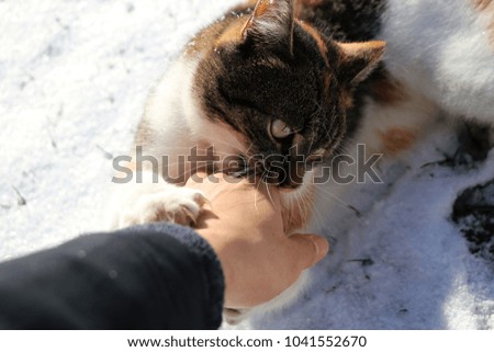 A coloured cat playing with hand on the grond in winter