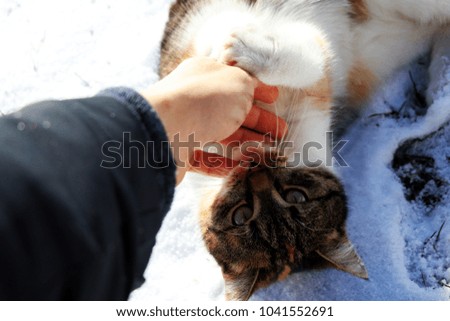 A lying cat on ground covered by snow and playing with hand