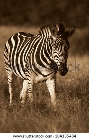 A stunning pin sharp monochrome / colourless image of a approaching burchells zebra taken fron on at a low angle.Shot while on safari in Addo elephant national park,eastern cape,south africa