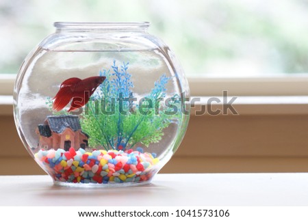 Beta Fish in a Bowl
