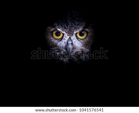 An Owl in the Night