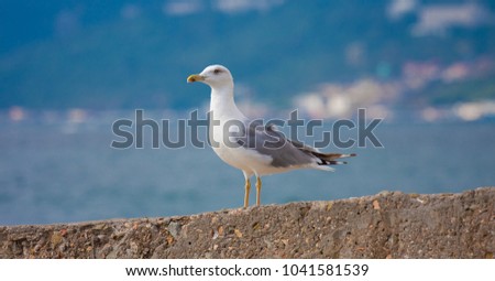Seagull sitting on the edge of the pier by the sea on a background of a sea landscape.