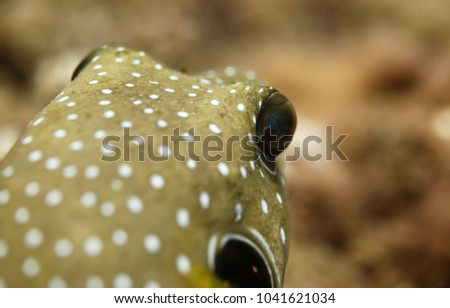 underwater world detail - close up of an yellow white spotted puffer fish with huge goggling eye swimming in clear water with natural sunlight 