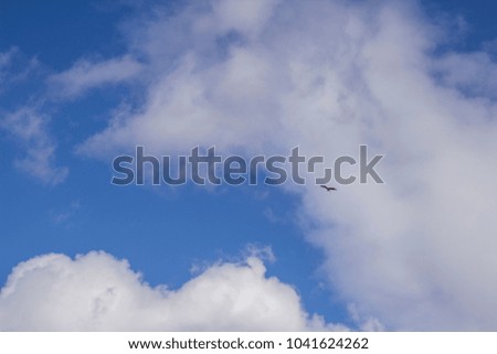 blue sky and beautiful white clouds bird flying 