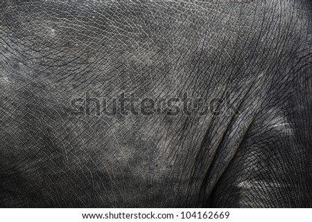 Image of elephant skin