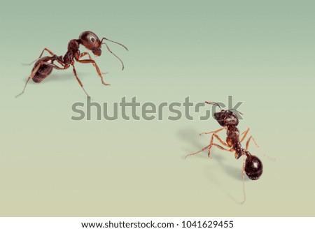 Red ant on desk