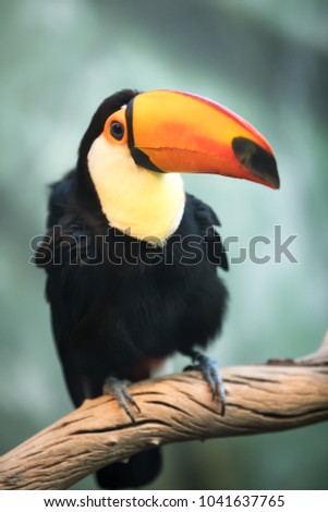 Close up on an orange and yellow bill toucan bird, perched on a tropic tree branch