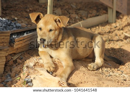 sleepy vagrant dog Thailand