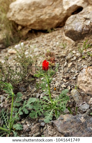 A small plant (Glaucium corniculatum) with red flowers grows in the mountains in its natural habitat close-up on a spring day