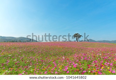 Alone tree on cosmos plantation and meadow with Blue Cloudy Sky in summer day.