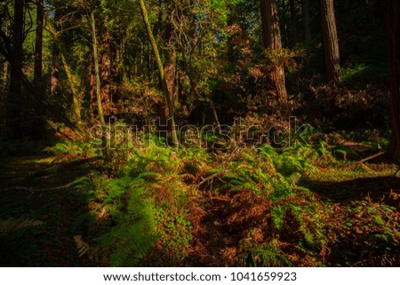 Muir Woods National Monument. Wild forest. San Francisco. California. USA. 