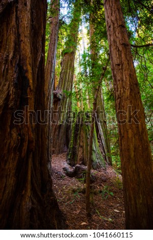 Muir Woods National Monument. Wild forest. San Francisco. California. USA. 