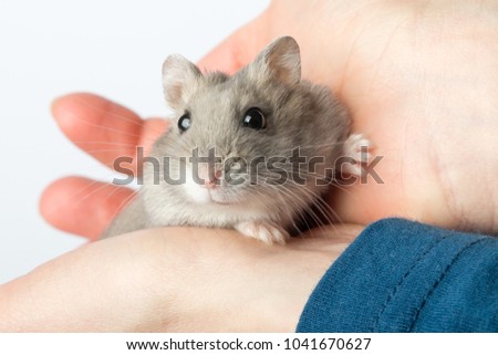 Djungarian hamster or Siberian dwarf holding in hands. Latin name Phodopus sungorus. Concept most popular pets.