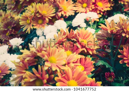 yellow orange Colorful flowers