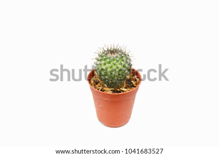 A small cactus plant in orange pot.
Notocactus leninghausii isolate on white background.