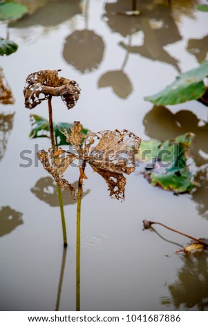 The leaf of lotus on water background 
