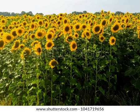 field of blooming sunflowers on a green background