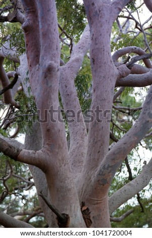 Close up picture of river gum tree branches in Sydney, Australia 