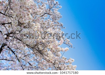 Cherry blossom (sakura) tree branch in the Osaka castle park in spring season in Japan. Seasonal and natural background.