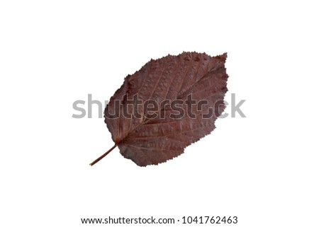 Closeup of brown or dark red hazelnut leaf isolated on white for background, design or your nature pattern concept.  Leaf is the main organs of photosynthesis.