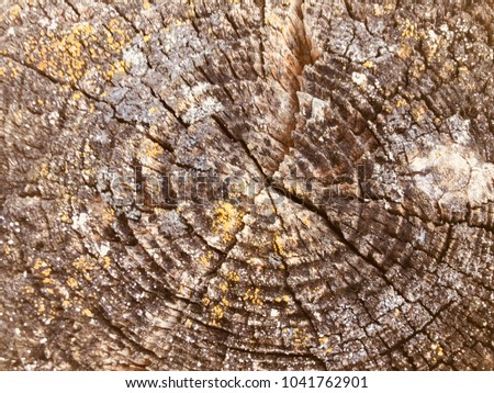 Texture of old Wood background
