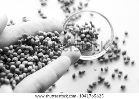 Coriander seed in black and white