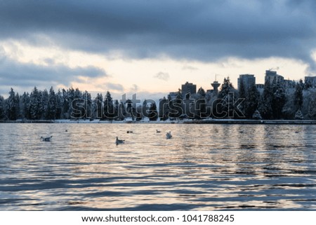 Seagulls swimming in the water near Stanley Park with Dowtown City Buildings in the background. Taken in Vancouver, British Columbia, Canada.