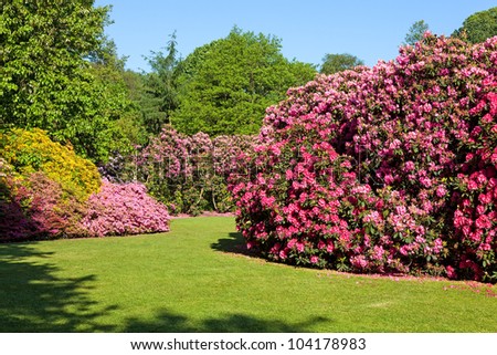 Rhododendron and Azalea Bushes in Beautiful Summer Garden in the Sunshine Royalty-Free Stock Photo #104178983