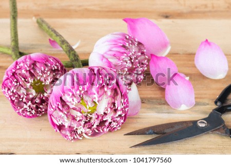 pink lotus flower with scissors for prepare florists on background wooden