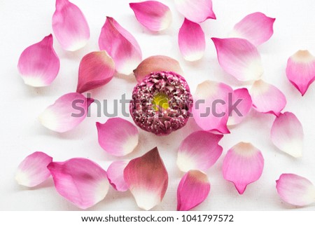 bouquet pink lotus flowers and petal  florists arrangement on background white 