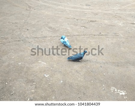 Pigeon (Columba Livia Domestica) on the Ground