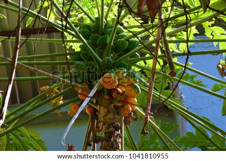 Fruit on Papaya tree
