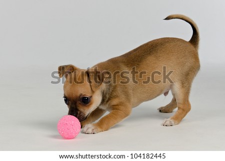 Chihuahua puppy playing with ball, studio shot