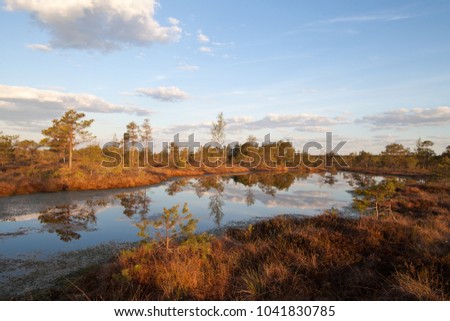 Bog landscape on sunrise in Kemeri bog, Kemeri nature park, Latvia