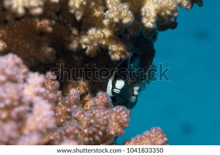 Coral reef marine life fish