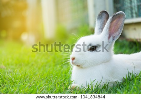 Cute bunny rabbit sitting on green grass in the garden.Animal nature background.Easter day concept idea.
