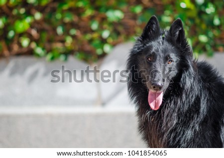 Photograph of a Belgian shepherd in the home yard.