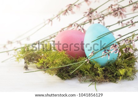 blue and pink easter egg in a mossy nest with blooming broom branches on a white painted wooden background with copy space, selected focus, narrow depth of field