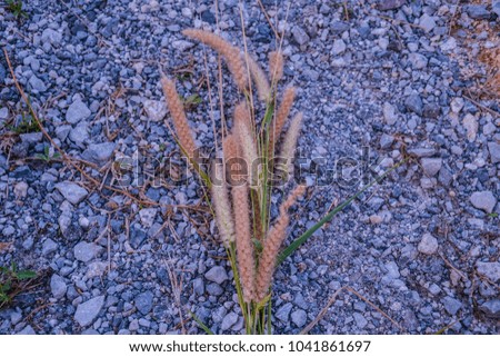 grass flowers lying on rocky and rough ground 