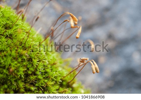 moss, wet and cold conditions for moss