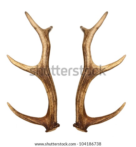 Two deer horns isolated on white Royalty-Free Stock Photo #104186738