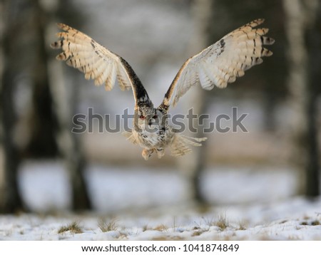 Blonde owl with huge orange eyes flying directly to the photographer on a white snowy trees background. Eurasian Eagle Owl, Bubo bubo sibiricus