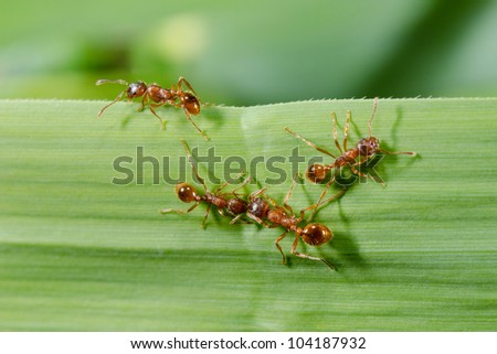 grass blade with european fire ants