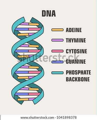Icon vector poster structure  DNA molecule. Spiral Deoxyribonucleic acid (DNA) with description of components: cytosine, guanine, adenine, thymine, nitrogenous base of DNA. Royalty-Free Stock Photo #1041898378