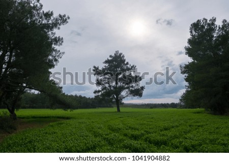 Grassland and the Pine Trees on a Cloudy Day