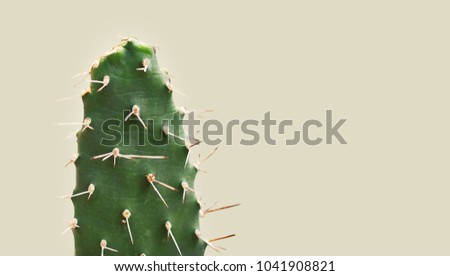 Cactus isolated on a beige background