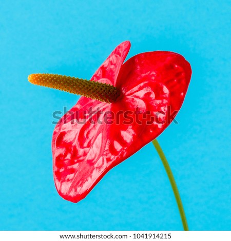 Red flower on a bright colored background with copy space.