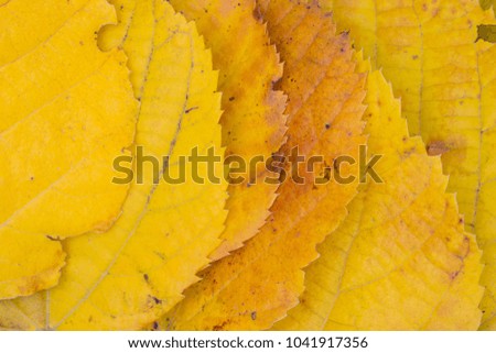 Linden yellow  leaf macro, flat lay, top view