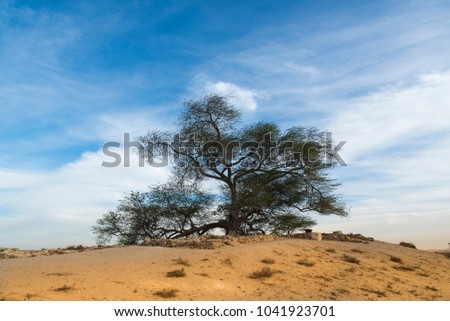 Tree of life - Landmark of Bahrain - the 400 year old tree grow and spread in middle of desert of Bahrain. Royalty-Free Stock Photo #1041923701